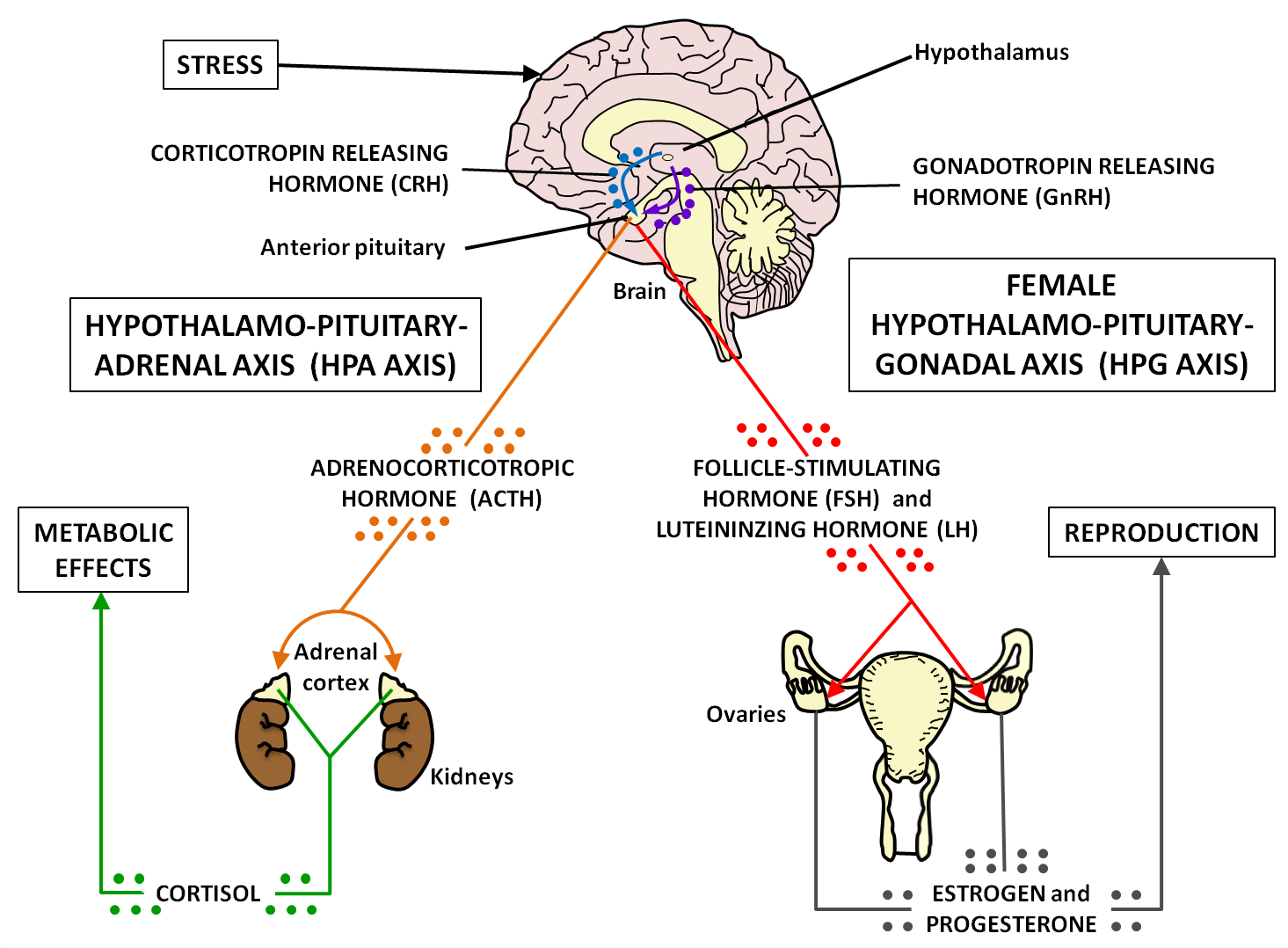 Stress And Maternal And Child Health